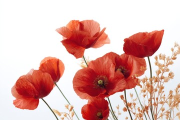 Naklejka premium Vibrant red poppies and delicate beige dried flowers against white background