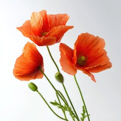 Obraz premium Vibrant orange poppies against clear background with budding stems
