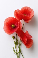 Vibrant red poppies on white background showcasing natural beauty and delicate petals