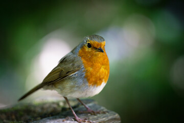 Obraz premium Red Robin