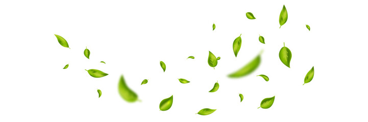 Obraz premium Green flying leaves banner. Leaf falling frame. Wave foliage ornament. Vegan, eco, organic product. Cosmetic pattern. Spring tree plant design. Fresh mint tea background. Air wind.Vector illustration.