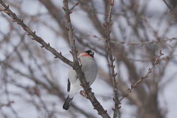 枝にとまるウソ