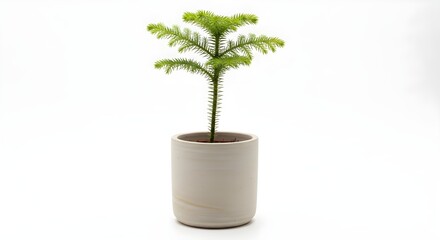 Obraz premium A Norfolk Island Pine Plant in a Beige Pot on a White Background