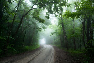 Obraz premium Misty Forest Path: Sunlit Green Canopy and Serene Nature Trail