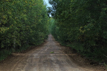 Naklejka premium Dirt road in a summer forest