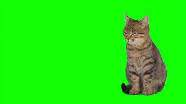 Cute tabby cat sitting and looking up on green screen background, domestic pet isolated for chroma key, animal videos, advertising, social media and creative projects