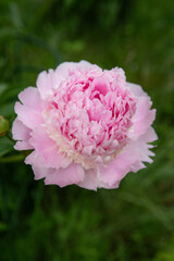 Pink peony flower close up in garden, natural floral background with soft green foliage