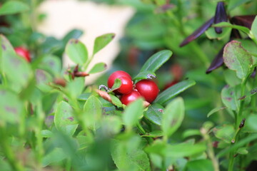 Obraz premium Red ripe lingonberries hang on a branch in the forest on a sunny day in late summer