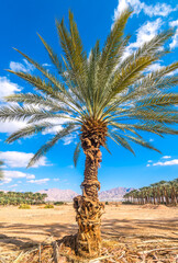 Old date palm tree and intended agricultural field for new plantings and plantations. Healthy food and sustainable industrial agriculture production. 
