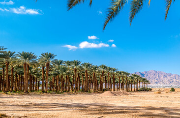 Date palms plantation and intended agricultural field for new plantings and plantations. Healthy food and sustainable industrial agriculture production. Date palm is ancient plant and famous food crop