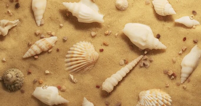 Seashells on a background of sand in the water.  Drops and splashes of water.