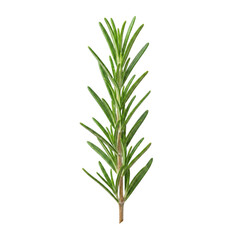Obraz premium Rosemary sprig