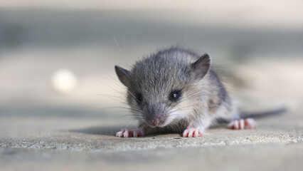 Small cute grey mouse sitting on concrete floor looking frightened and cautious while exploring outdoor environment with blurry background