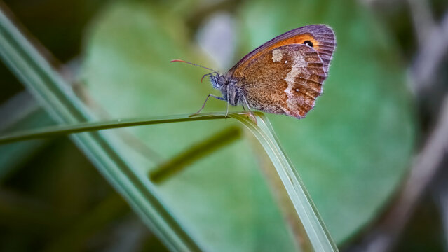 gatekeeper, ,hedge brown, ,Pyronia tithonus, ,butterfly resting on reed
