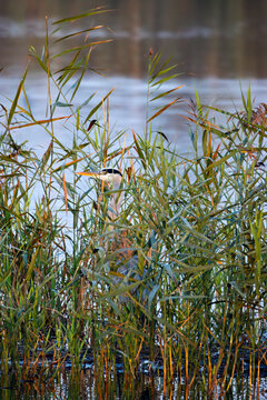 grey heron hidden in reeds 