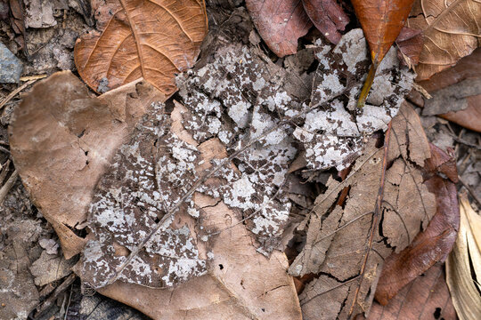 Dry fallen leaves forming textured forest floor background, close up photo