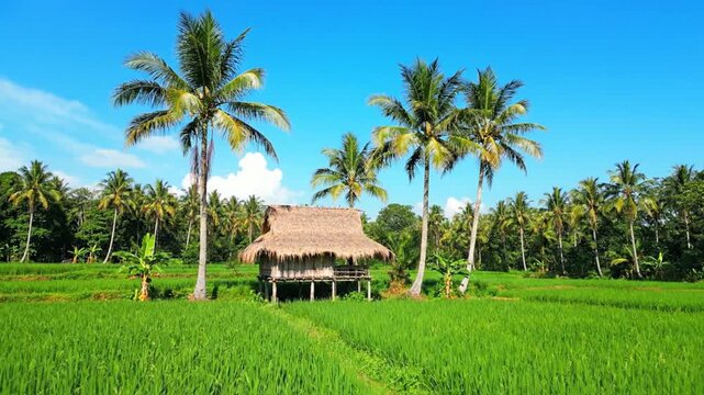 Palm trees hut