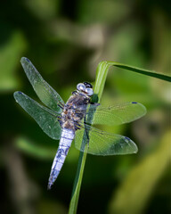 Fototapeta premium blue dasher dragonfly resting in the sun