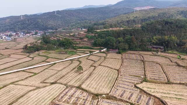 Harvested Rice Fields Winter Farmland Aerial