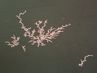 Abstract Lichtenberg Figure on Dark Surface - Pink Branching Fractal Pattern of Electrical Discharge or Chemical Growth Isolated on Black