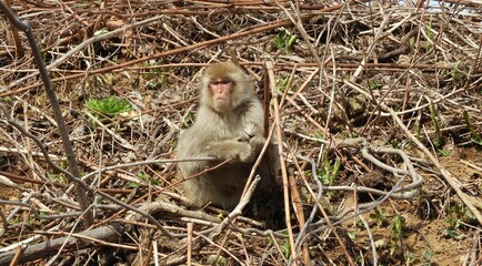 白神山地のニホンザル