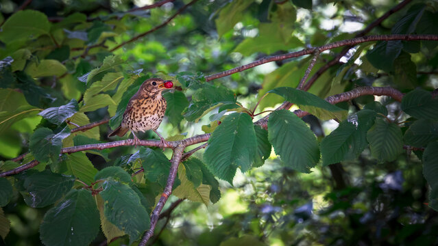 song thrush eating berry perched in tree