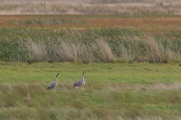 Fototapeta premium Family common cranes stand in a meadow on an autumn day