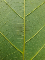 Premium Teak Leaf Texture (Tectona grandis). High-quality close-up of a natural green leaf vein pattern. Perfect for organic backgrounds, botanical designs, and eco-friendly branding.