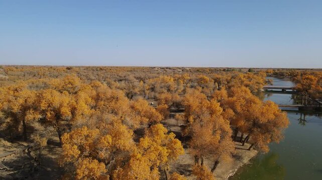 Ascending Aerial View of Populus Euphratica Forest Oasis in Ejina, Inner Mongolia, China
