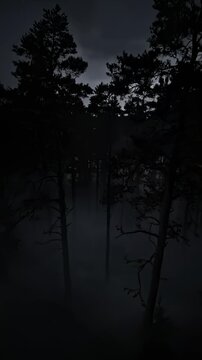 Misty Forest at Night With Dramatic Lighting