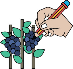 Obraz premium A hand is drawing on a bunch of grapes