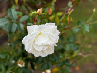 Obraz premium Delicate white Rose flower with rain drops close up on blurry background of green garden