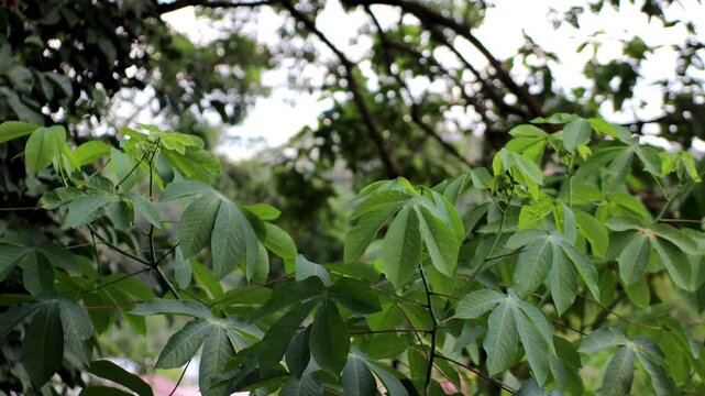 Green cassava leaves swaying in the wind in a rural plantation