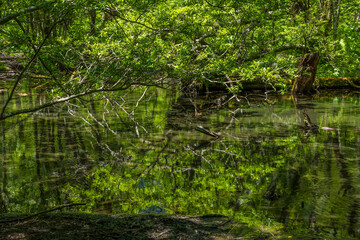 日本の風景・初夏　長野　新緑の上高地　古池