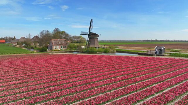 Tulip flowers in a field during springtime with a traditional old Dutch windmill next to the filed. The flower bulb field is located in North Holland, one of the best known areas for tulip fields in T
