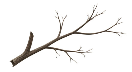 Obraz premium Brown tree branch with multiple small branches isolated on a transparent background wood nature