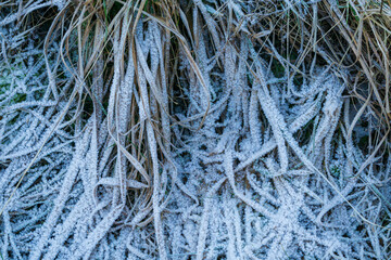 Frost-covered grass texture in winter