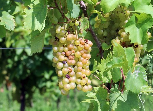 Bunch of white grapes affected by acid rot as a result of the action of yeasts and bacteria
