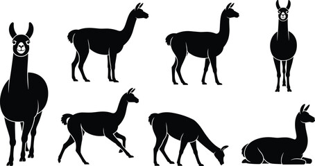 Obraz premium Black silhouette vector illustration set featuring various wild llamas and alpacas in different poses like running grazing and resting for south american safari nature design