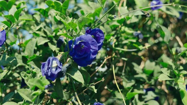 Purple Thai flowers blooming in a beautiful garden in Chiang Mai, Thailand, bathed in sunlight on a bright sunny day, showcasing vibrant colors and tropical nature.