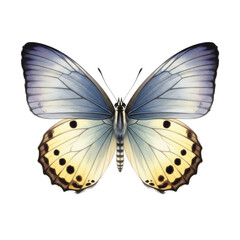 Ultra-realistic, shadowless watercolor painting of a solitary butterfly with blue-grey and spotted yellow wings, top-down view on a crisp white background. Concept of perfection nature and microcosm