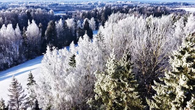 Aerial parallax ascends from frosted mixed forest canopies through birch pines to vast snow-covered fields and rural houses bathed in golden sunrise light across Latvian countryside winter landscape