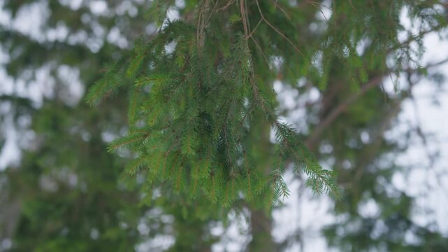 Close up of pine tree branches swaying with the wind on a bright winter day in Norway