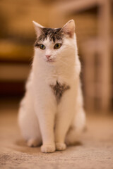 Poised white cat observing surroundings. Upright white feline displaying careful attention. Focused and lively white cat with delicate markings in comfortable home setting