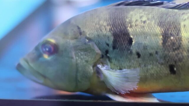 A group of Peacock Bass (Cichla) swimming peacefully in spacious freshwater aquarium.