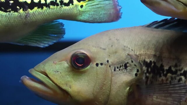 A group of Peacock Bass (Cichla) swimming peacefully in spacious freshwater aquarium.