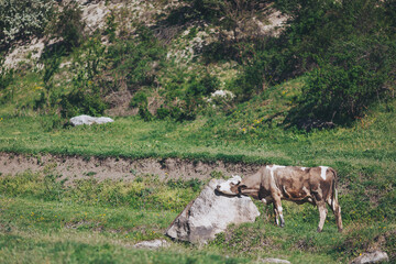 Fototapeta premium A brown and white cow relaxes by a smooth rock in a vibrant green field. Sunlight casts warm rays over the peaceful landscape, showcasing the beauty of nature