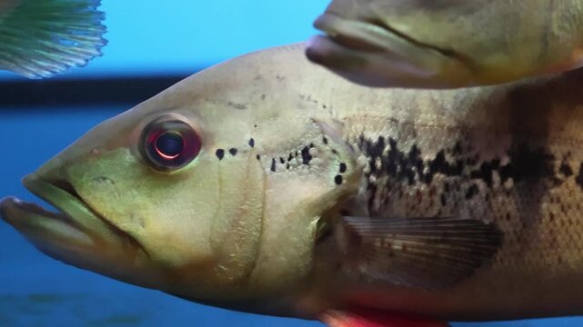 A group of Peacock Bass (Cichla) swimming peacefully in spacious freshwater aquarium.