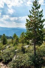 Mountain landscape. Cedars growing on a mountainside. Ergaki Nature Park