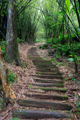 Lush jungle path leading through dense tropical forest toward the Sandiaoling waterfalls in Taiwan, with vibrant greenery, mossy stones, and a humid, adventurous atmosphere.

